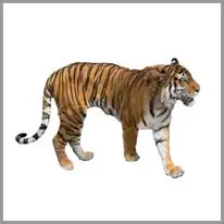 games images
